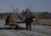 peanut picking