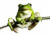 [mailfrog]